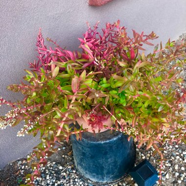 Crassula capitella 'Campfire'