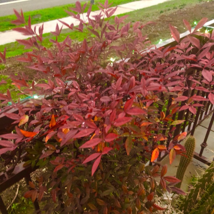 plant image 1642305 plant image 1642305