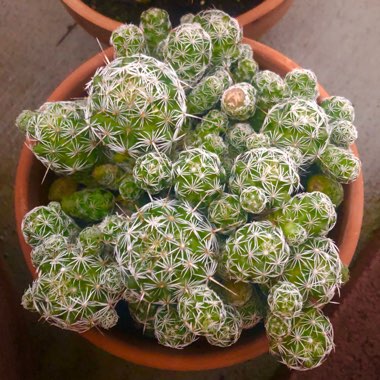 Mammillaria vetula 'Fragilis' syn. Mammillaria gracilis var. fragilis, Mammillaria fragilis