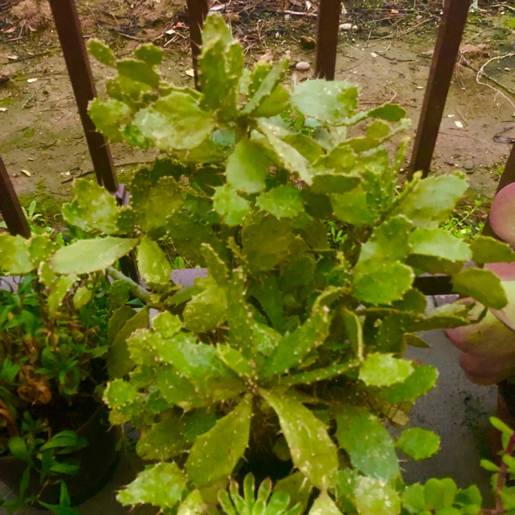 plant image 1642318 plant image 1642318