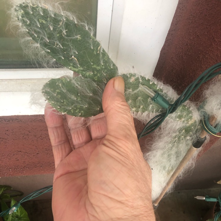 Plant image Opuntia 'Snow'