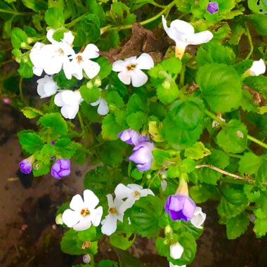 Cuphea hyssopifolia 'Allyson'
