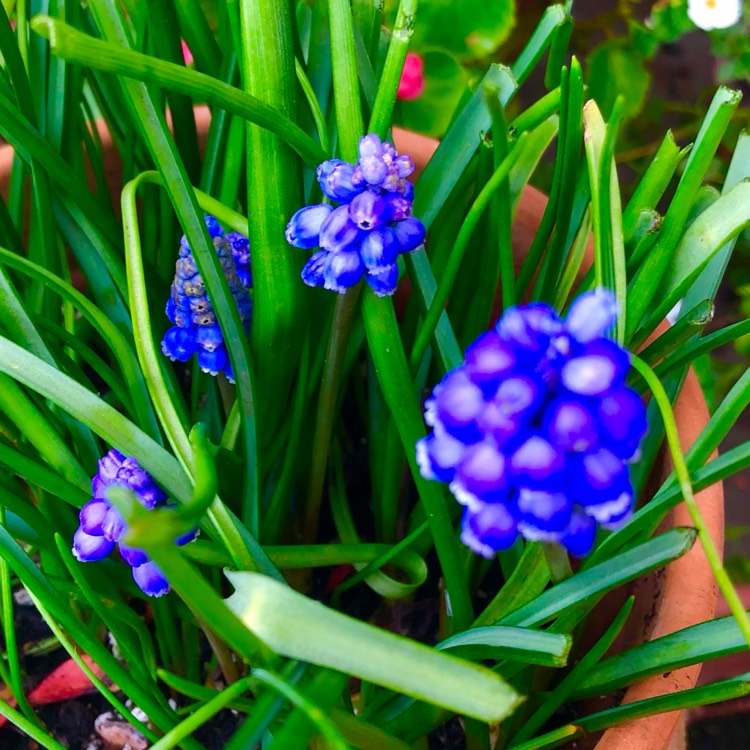 plant image 1648662 plant image 1648662