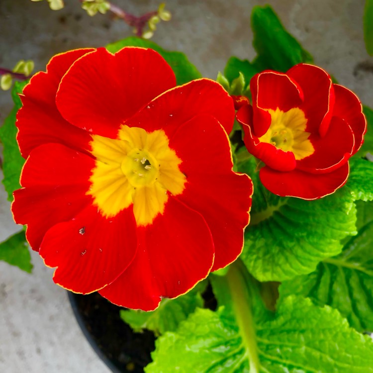 plant image 1648664