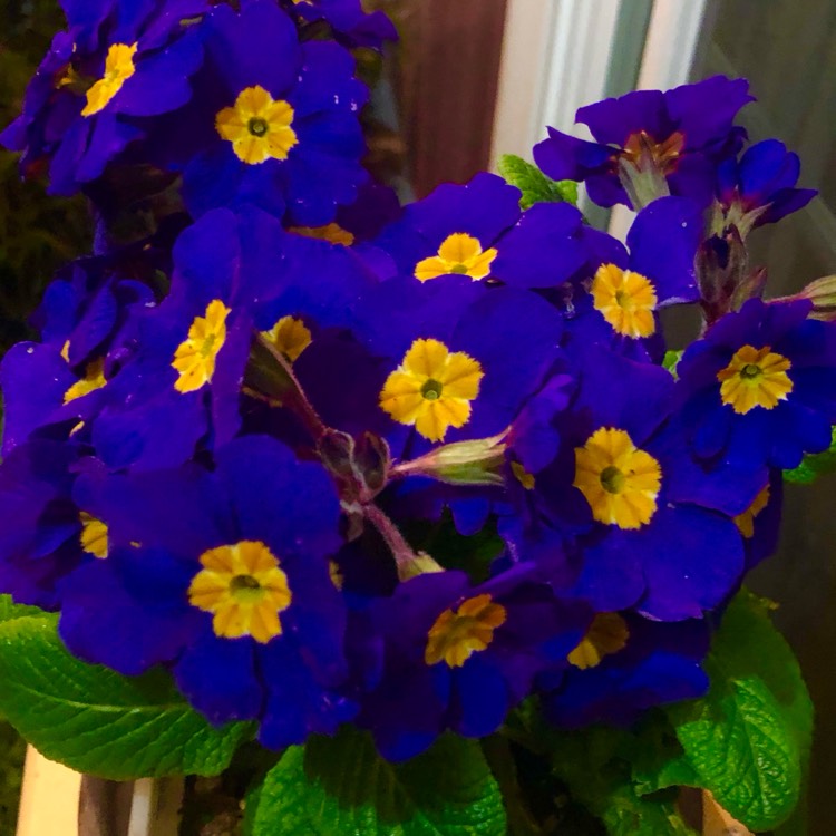 plant image 1649134