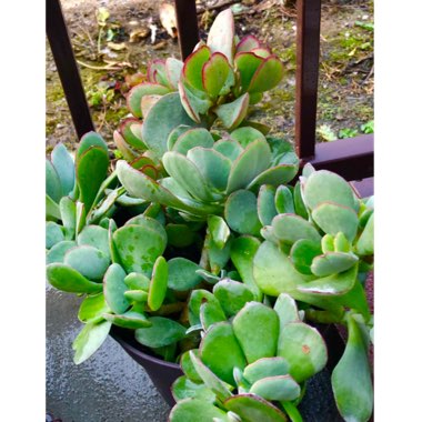 Crassula Arborescens subsp. Arborescens