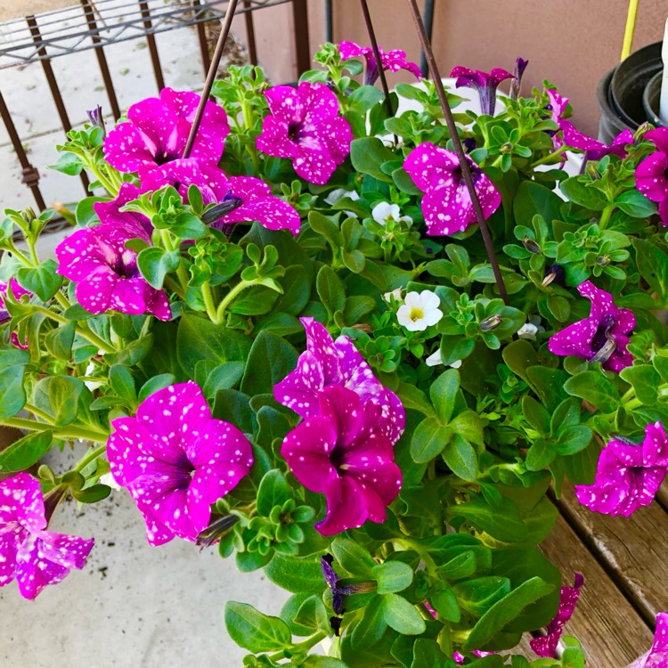 Plant image Petunia 'Kleph17342' syn. Petunia 'Pink Sky', Petunia 'BabyDoll', Petunia 'Headliner Pink Sky'