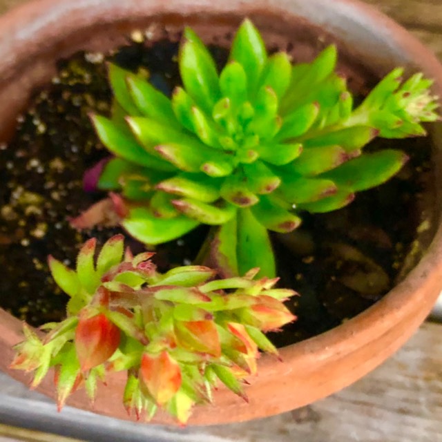 plant image 1658532 plant image 1658532