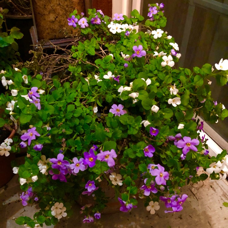 plant image 1658560 plant image 1658560