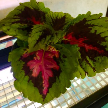 Solenostemon scutellarioides 'Kakegawa Ce10' (Stained Glassworks Series) syn. Solenostemon scutellarioides 'Burgundy Wedding Train'