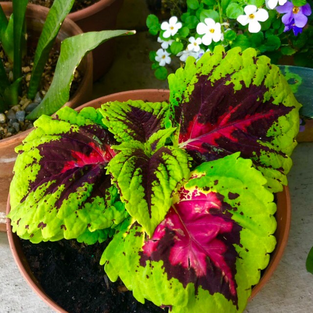 plant image 1658707 plant image 1658707