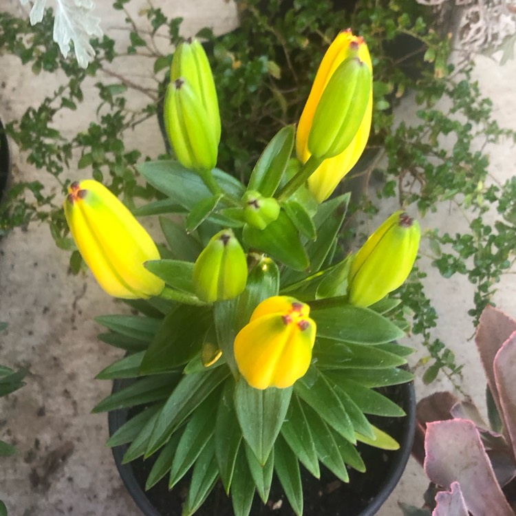 Plant image Lilium 'Classic Joy'