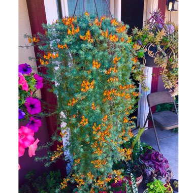 Lotus Vine Flashbulb Gold
