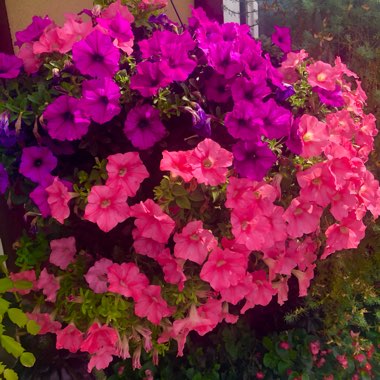 Petunia