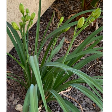 Daylily
