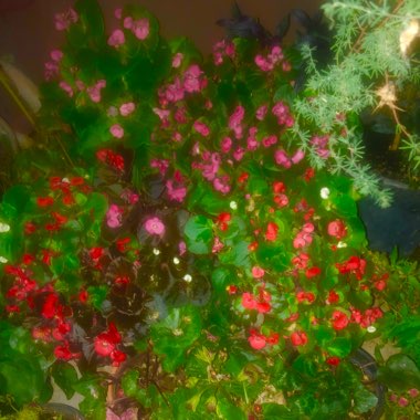 Begonia
