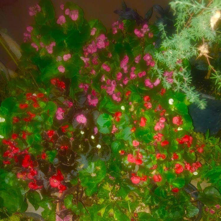 plant image 1668240