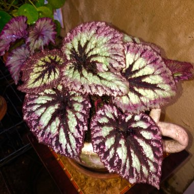 Rex Begonia 'Fireworks'