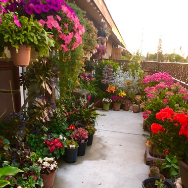 David's garden