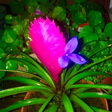 Pink Quill Plant