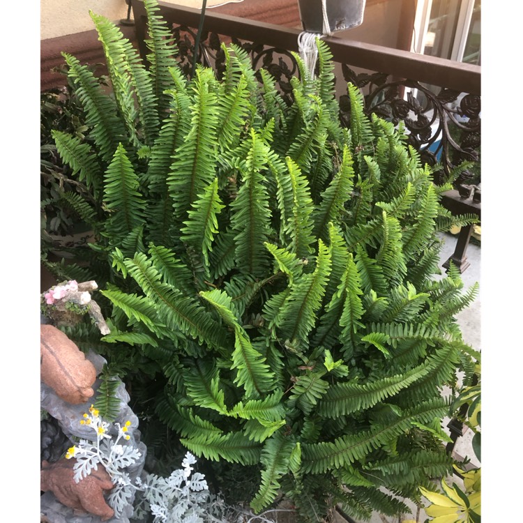 plant image 1671584 plant image 1671584