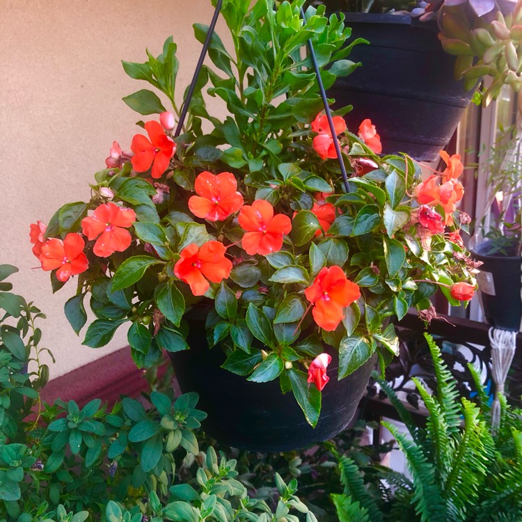 plant image 1671820