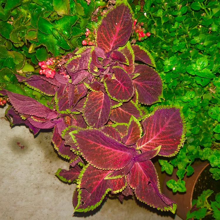 plant image 1679278