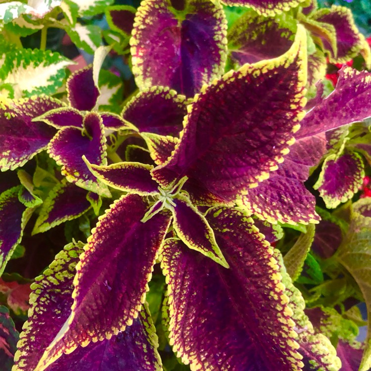 plant image 1681290 plant image 1681290
