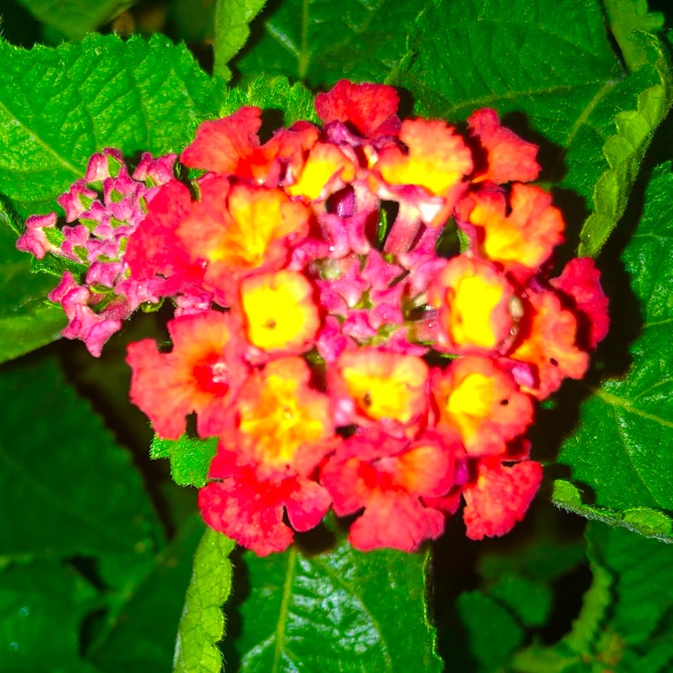 plant image 1683971 plant image 1683971