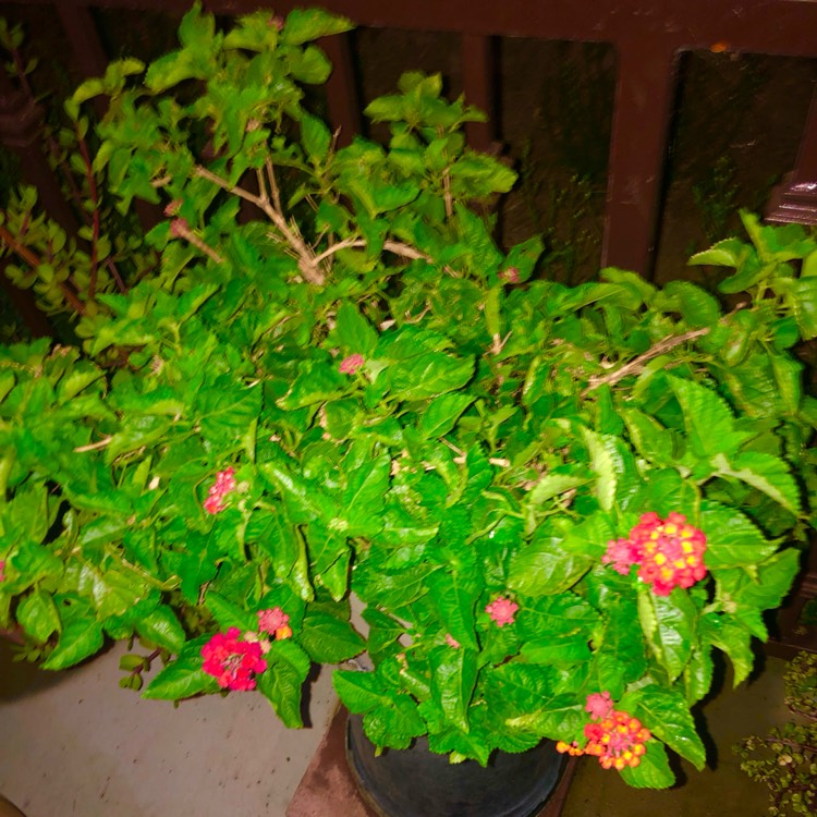 plant image 1683972 plant image 1683972