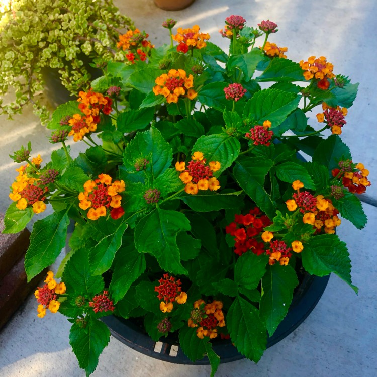 plant image 1687257 plant image 1687257