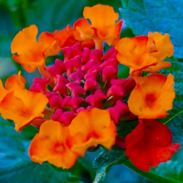 plant image 1687258 plant image 1687258