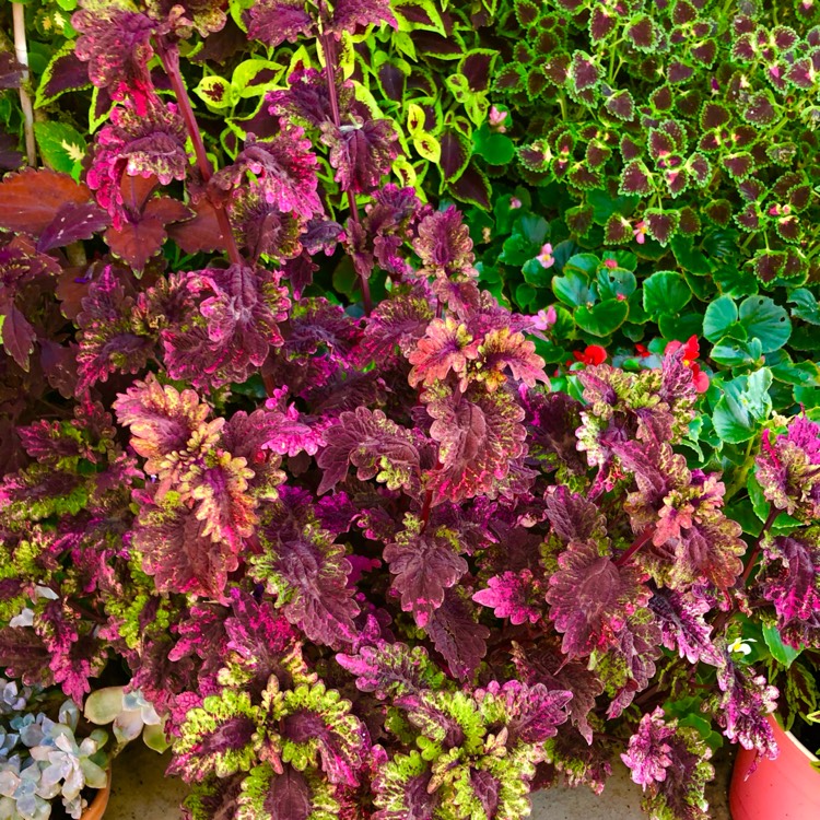 plant image 1687293