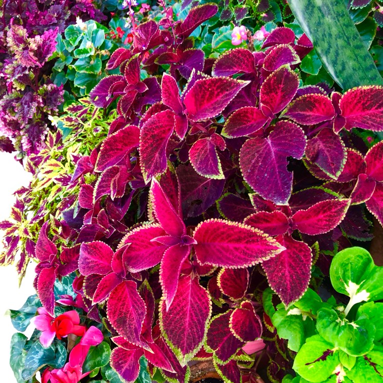plant image 1687294 plant image 1687294