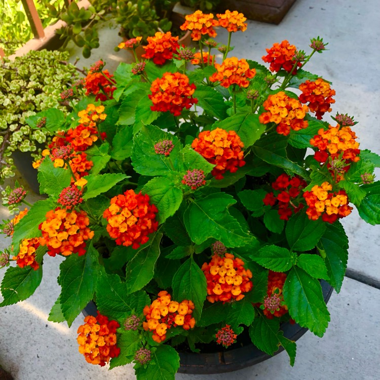 plant image 1687514 plant image 1687514
