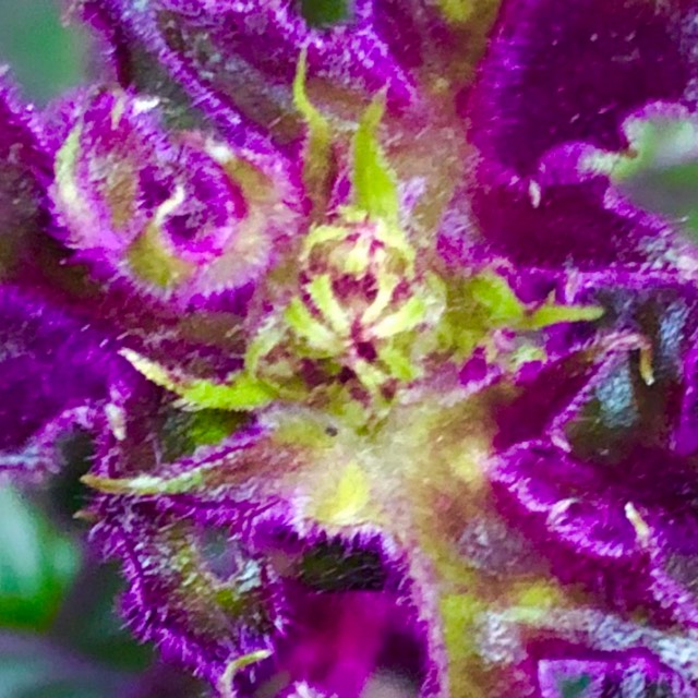 plant image 1689927 plant image 1689927