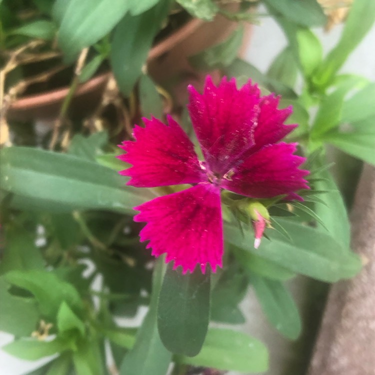 plant image 1691595 plant image 1691595