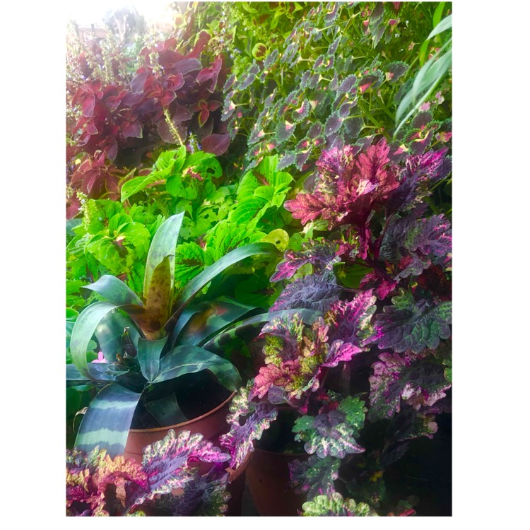plant image 1691605