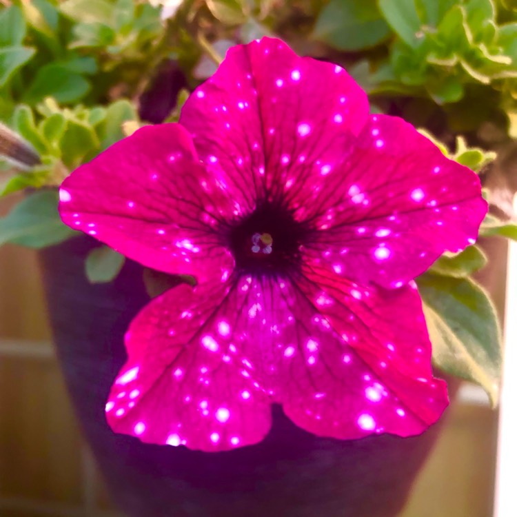 plant image 1694637