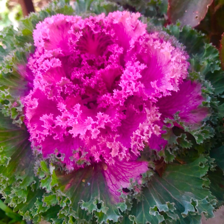 Plant image Brassica oleracea (Acephala Group) 'Redbor'
