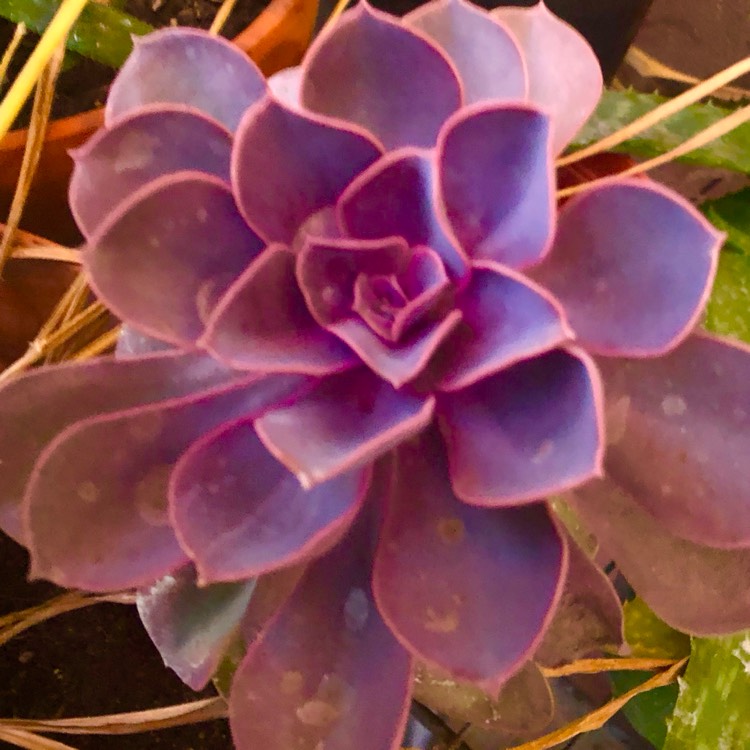 plant image 1696210 plant image 1696210