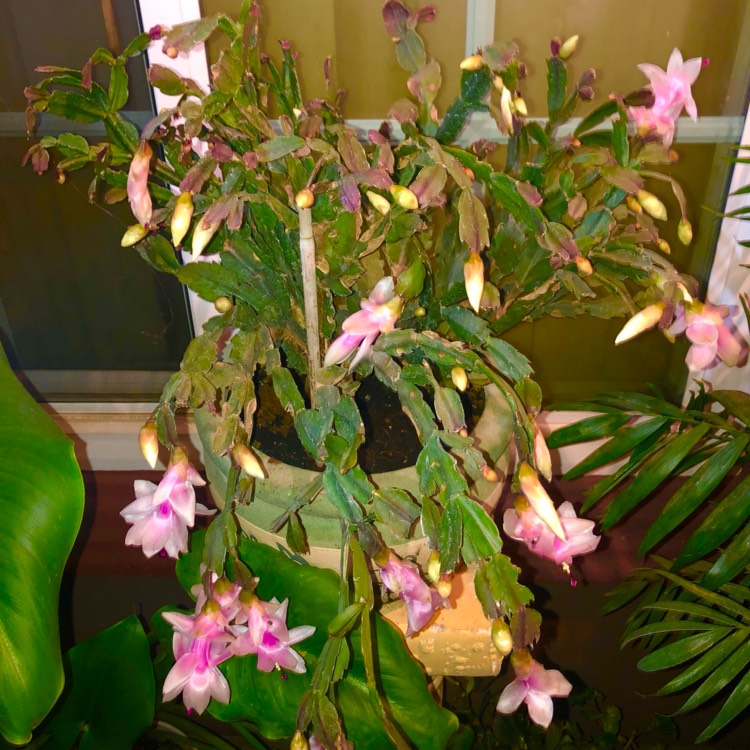 plant image 1696385 plant image 1696385