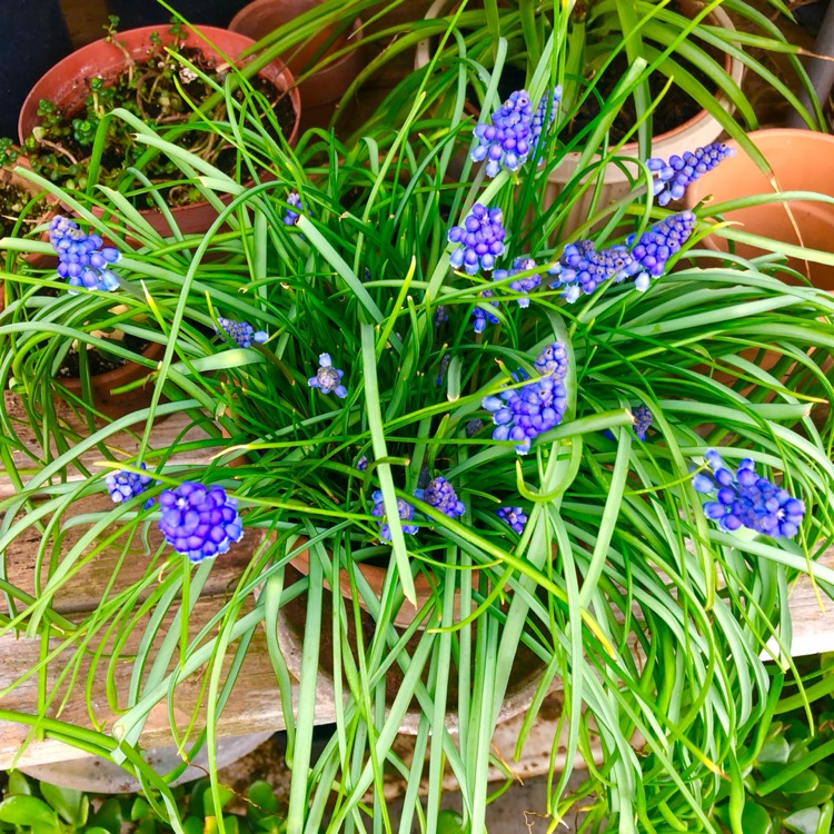 plant image 1698577 plant image 1698577