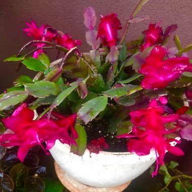 Schlumbergera truncata Rio Brazil