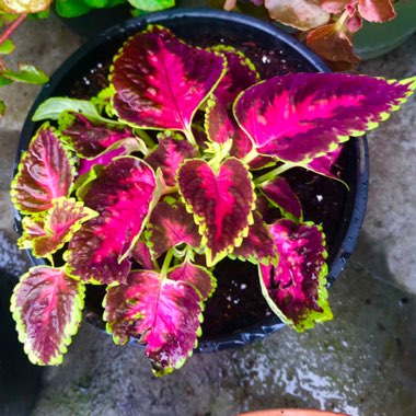 Coleus 'Dragon Heart”