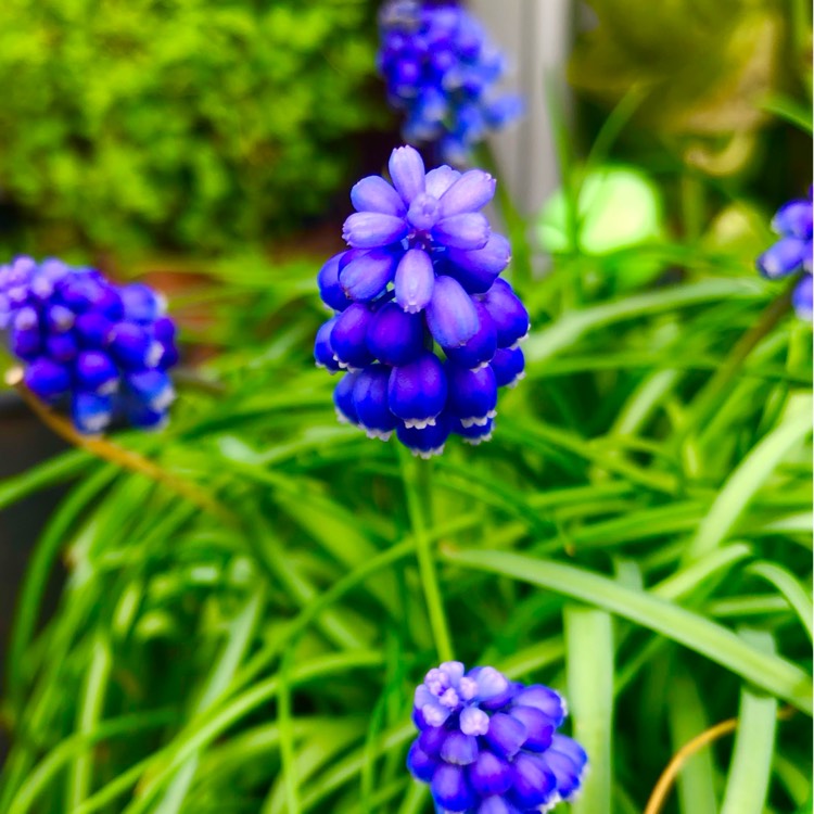 plant image 1701628 plant image 1701628