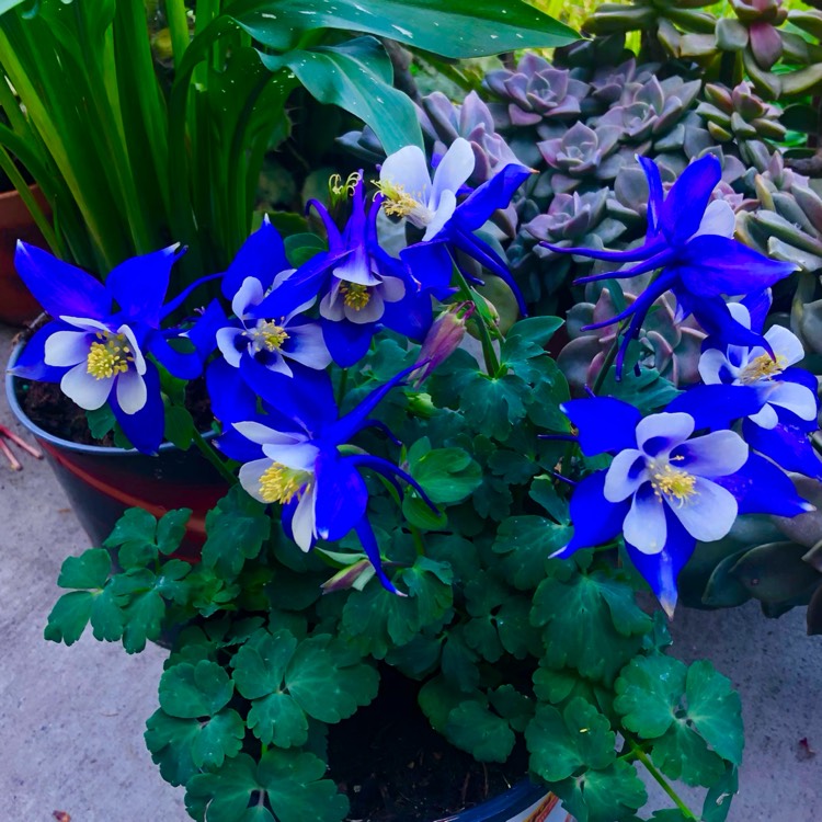 plant image 1702360 plant image 1702360