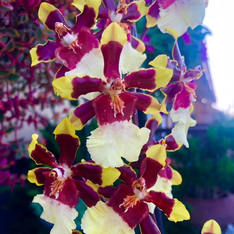 Plant image Oncidium 'Golden Showers'