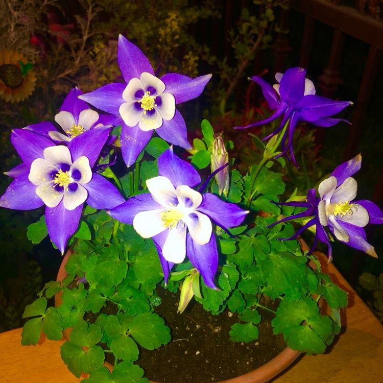 plant image 1702591 plant image 1702591