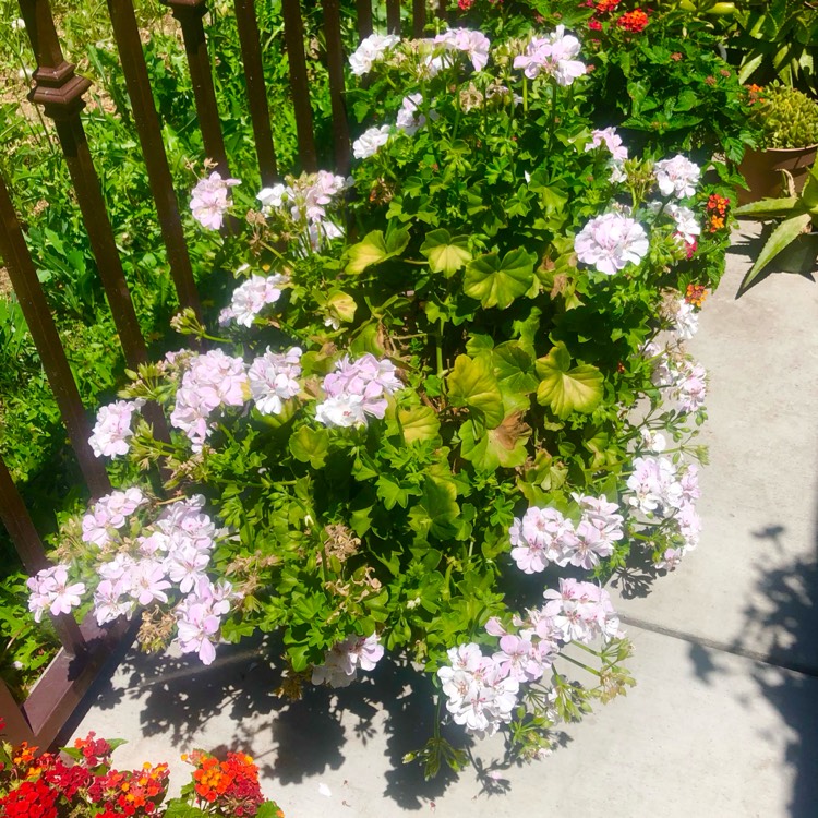 plant image 1712915 plant image 1712915